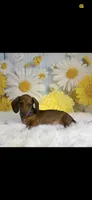 Male dachshund, a male Dachshund for sale in Selmer, TN – 1 of 1