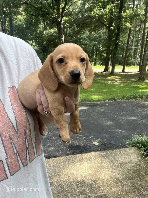 Boy dachshund – Miniature Dachshund puppy for sale in Selmer, TN