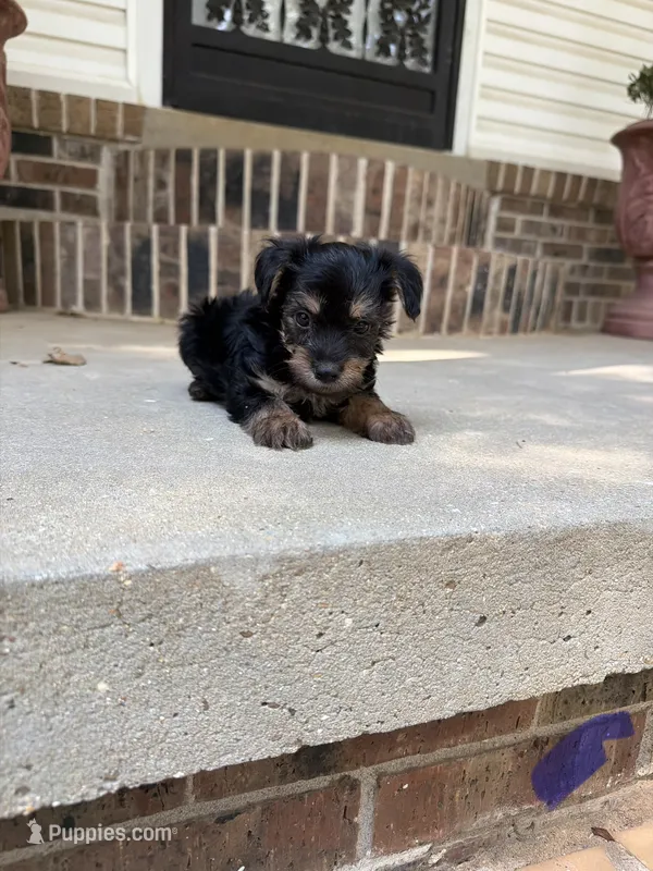 Male 3 – Morkie puppy for sale in Selmer, TN