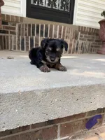 Male 3, a male Morkie for sale in Selmer, TN – 1 of 1