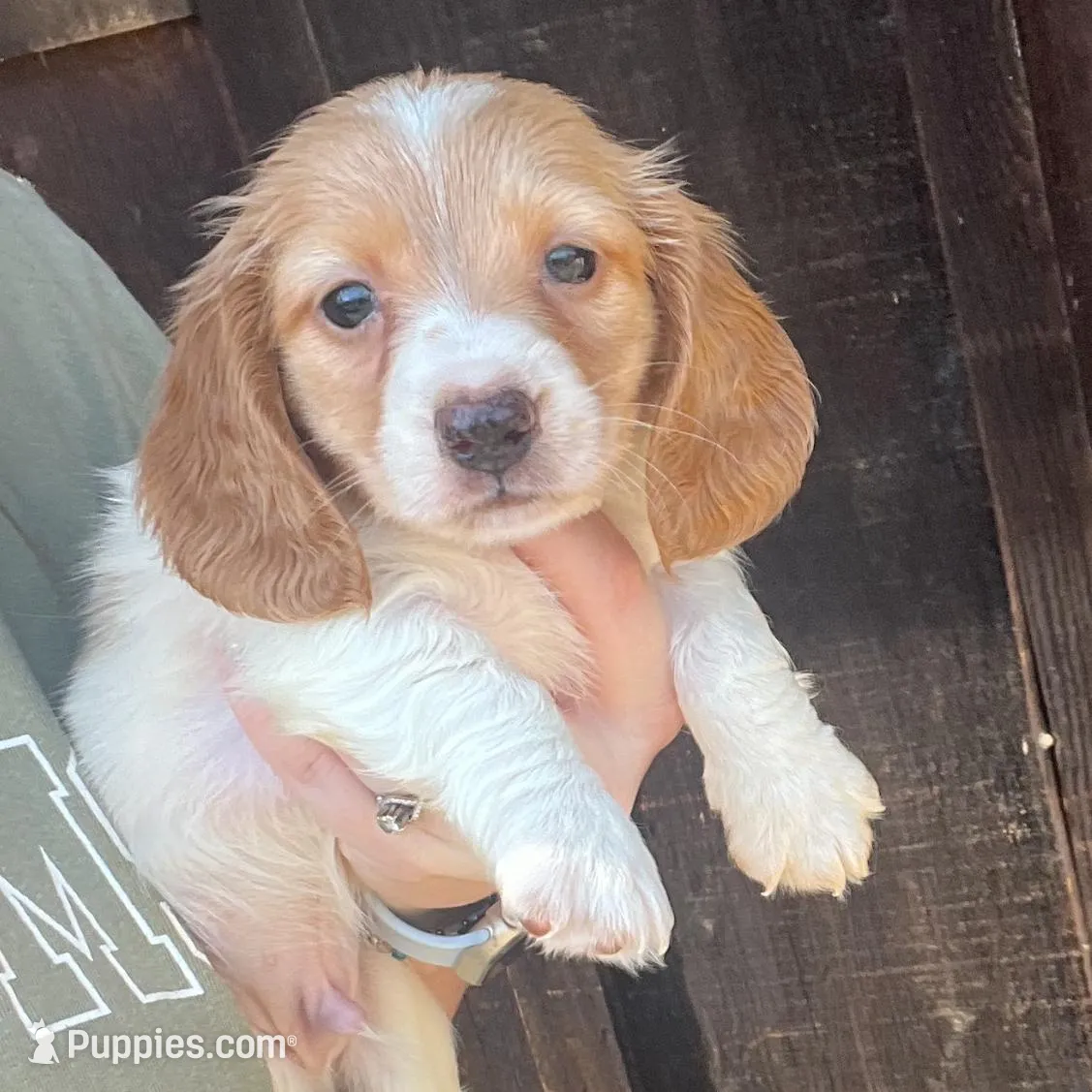 Male puppy , a male Miniature Dachshund for sale in Selmer, TN – Photo 1 of 1