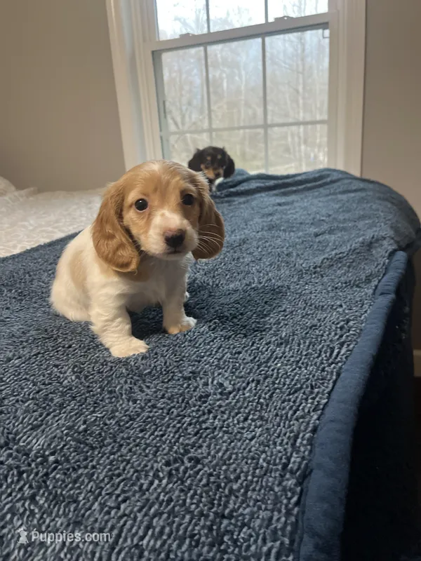 Male puppy  – Miniature Dachshund puppy for sale in Selmer, TN