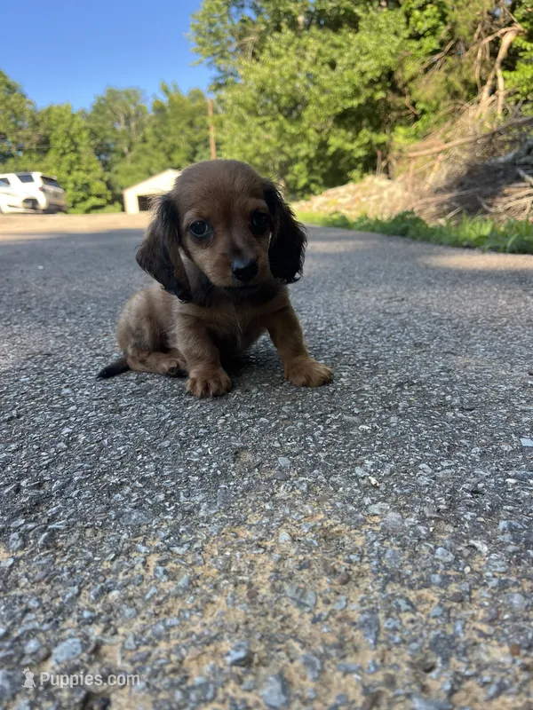 Dachshund male – Miniature Dachshund puppy for sale in Selmer, TN