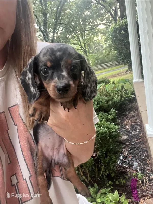 Dachshund girlie – Dachshund puppy for sale in Selmer, TN