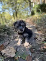 Male morkie , a male Morkie for sale in Selmer, TN – 2 of 4