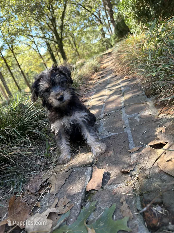 Male morkie  – Morkie puppy for sale in Selmer, TN