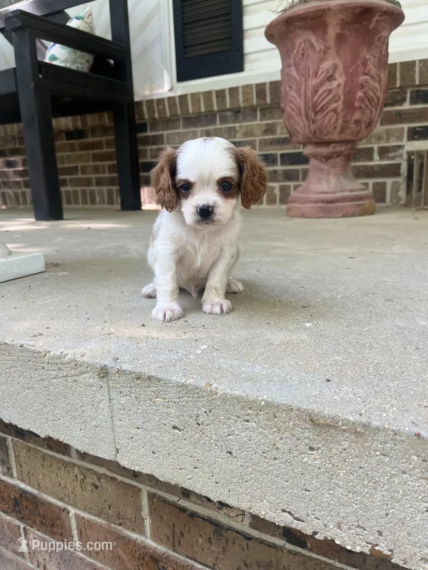 Cavapoo boy – Cavapoo puppy for sale in Selmer, TN