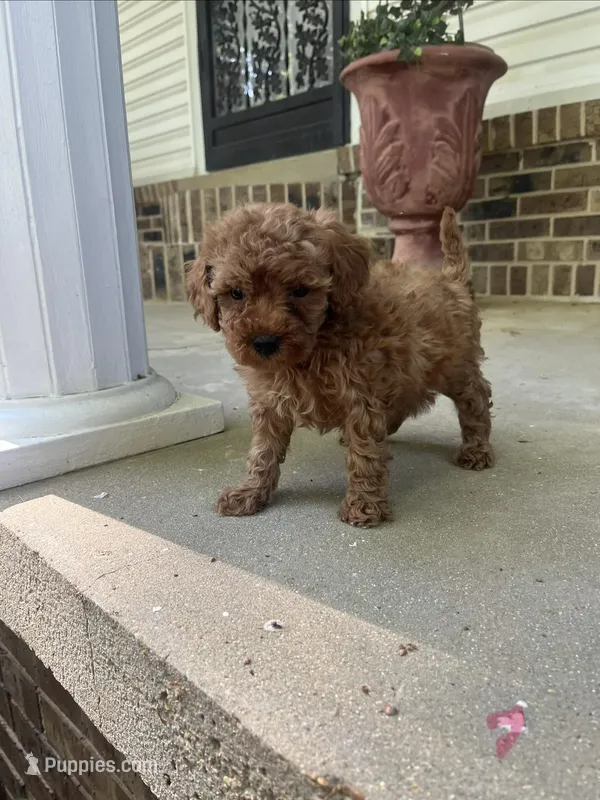 Doodle girl – Miniature Goldendoodle puppy for sale in Selmer, TN