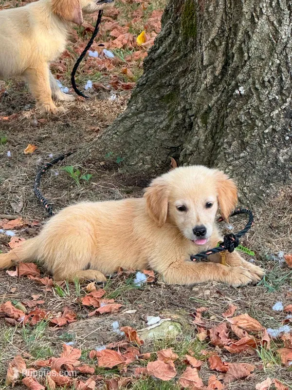 Golden retriever  – Golden Retriever puppy for sale in Selmer, TN