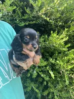 Mini girlie, a female Miniature Dachshund for sale in Selmer, TN – 1 of 1