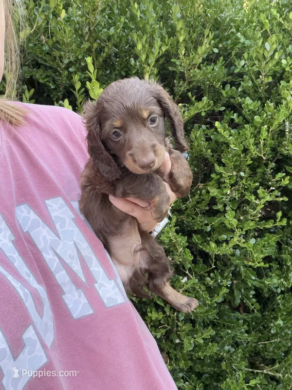 Dachshund male – Miniature Dachshund puppy on hold in Selmer, TN