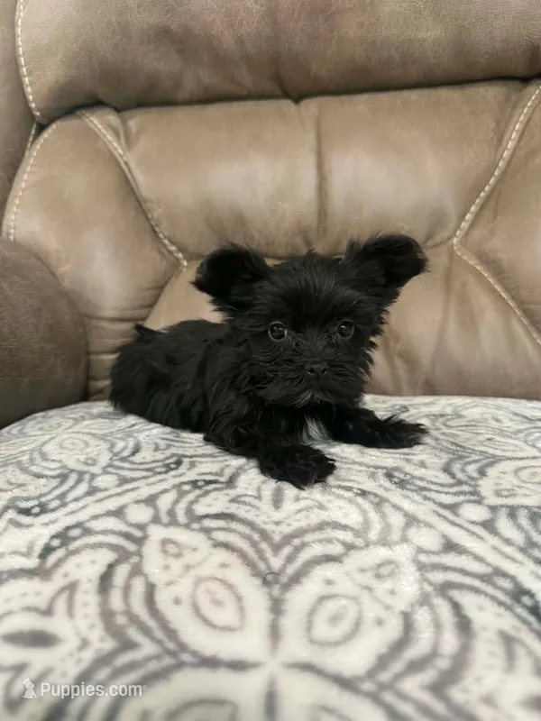 Morkie – Morkie puppy for sale in Selmer, TN