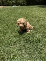 Cockapoo boy, a male Cockapoo for sale in Selmer, TN – 1 of 1
