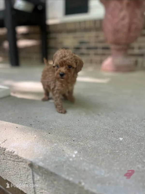 Girl doodle – Miniature Goldendoodle puppy for sale in Selmer, TN