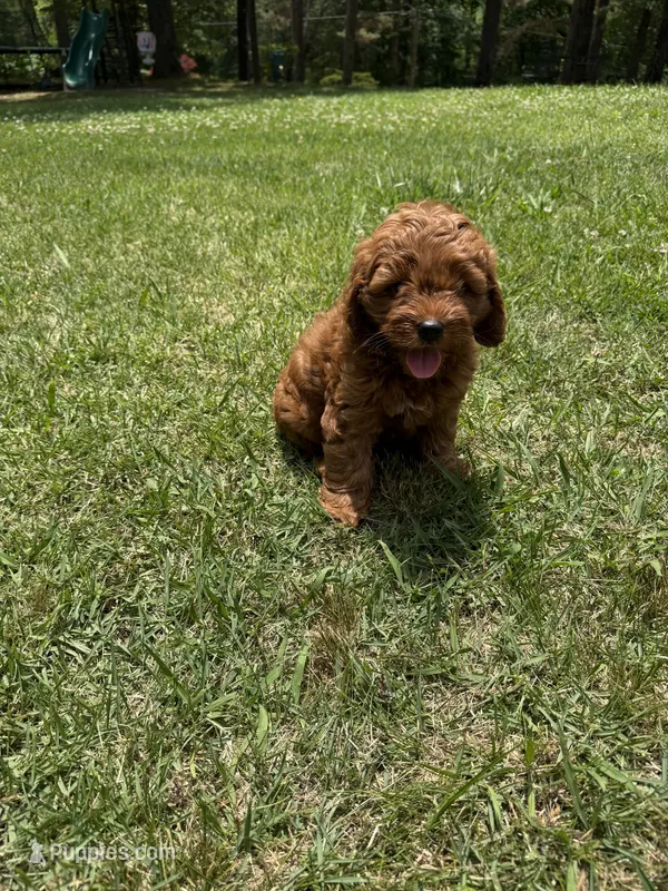Cockapoo boy  – Cockapoo puppy for sale in Selmer, TN