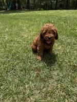 Cockapoo boy , a male Cockapoo for sale in Selmer, TN – 1 of 1