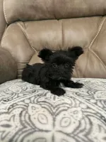Morkie girl , a female Morkie for sale in Selmer, TN – 1 of 1