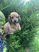 Dachshund male, a male Miniature Dachshund for sale in Selmer, TN – 2 of 2