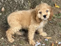 Cocker male, a male Cocker Spaniel for sale in Selmer, TN – 2 of 2