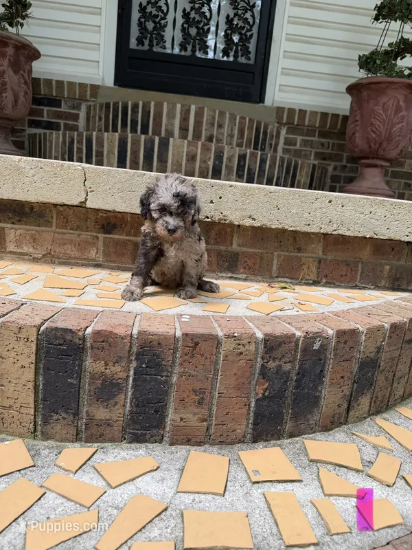 Poodle – Poodle - Miniature  puppy for sale in Selmer, TN