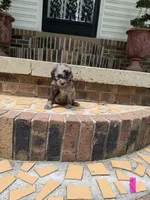 Poodle, a female Poodle - Miniature  for sale in Selmer, TN – 1 of 1