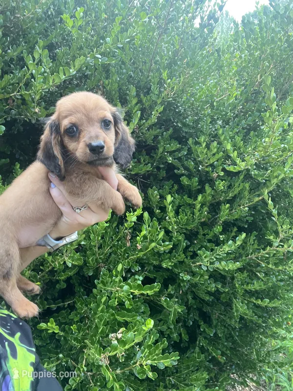 Dachshund male – Miniature Dachshund puppy for sale in Selmer, TN