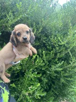 Dachshund male, a male Miniature Dachshund for sale in Selmer, TN – 1 of 2