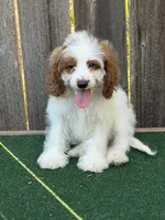Female 1, a female Cockapoo for sale in Selmer, TN – 2 of 2