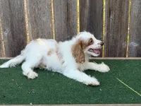 Male 2, a male Cockapoo for sale in Selmer, TN – 3 of 3