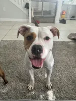 Remi, a female American Bulldog for sale in Miami, FL – Photo 2 of 3