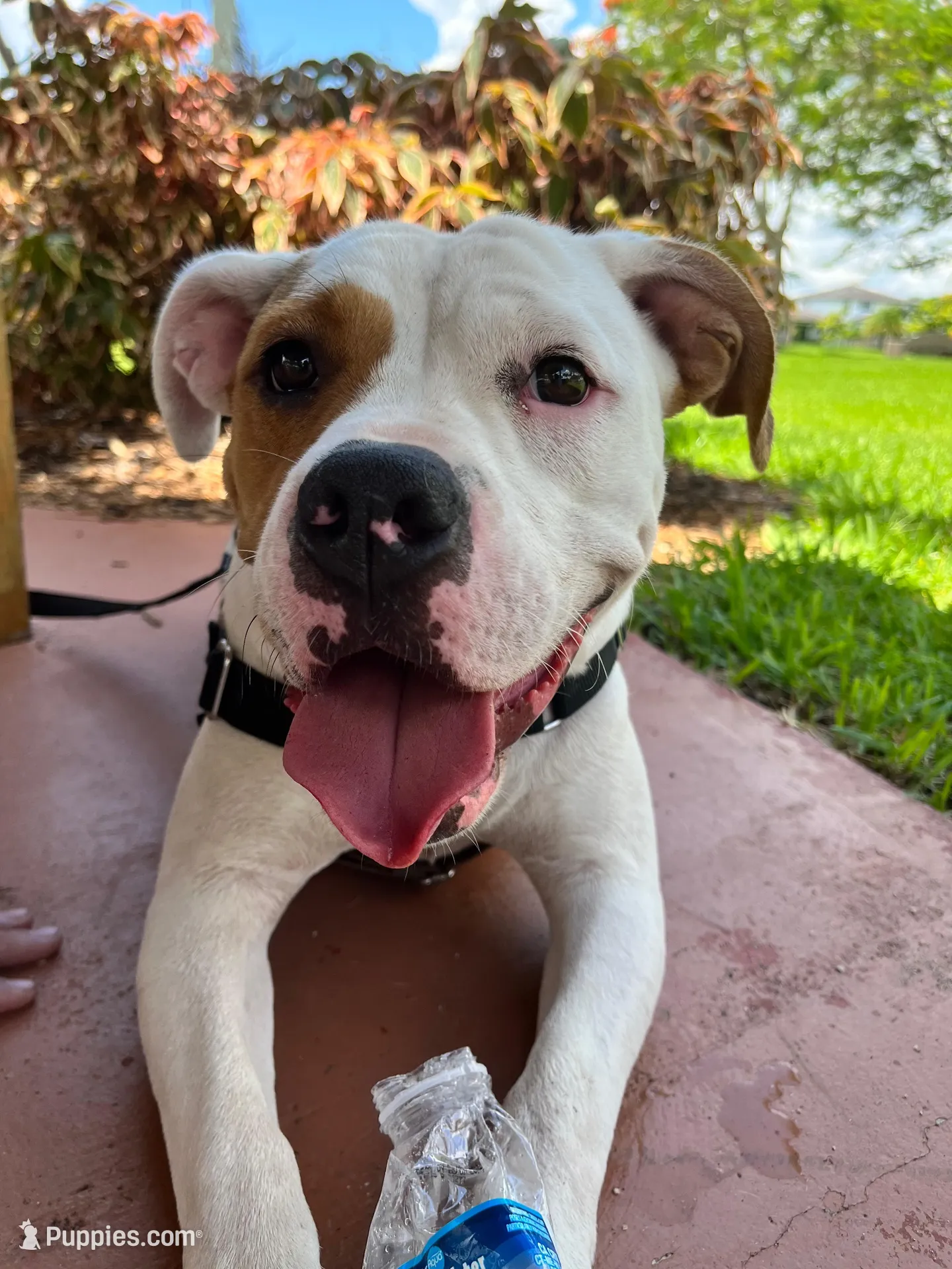 Remi – American Bulldog puppy for sale in Miami, FL