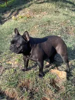 Prissy Anne, a female French Bulldog for sale in Russellville, AR – 10 of 10