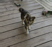 Lucky Ducky, a female Chihuahua for sale in Russellville, AR – 4 of 6