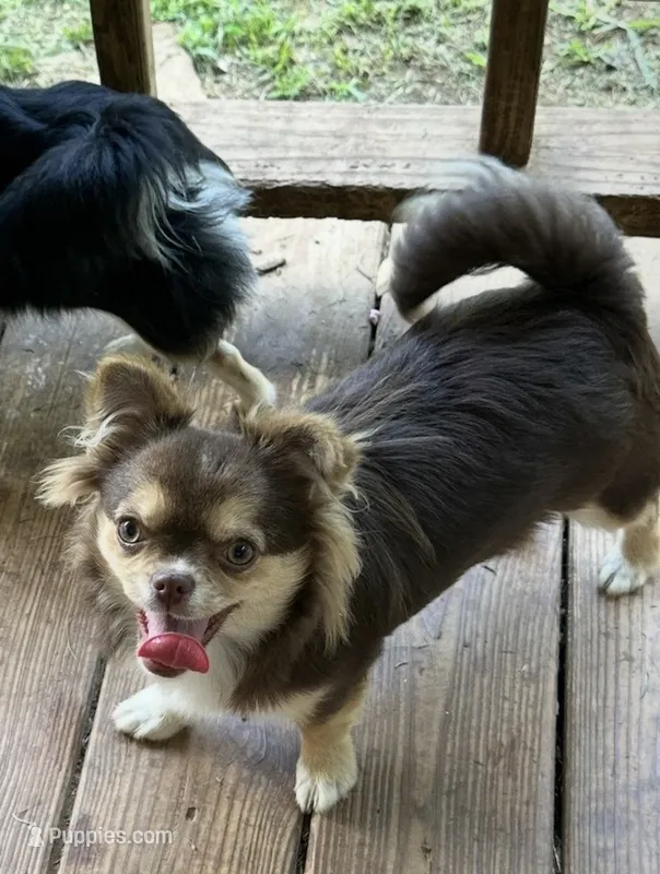 Lucky Ducky – Chihuahua puppy for sale in Russellville, AR