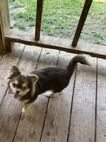 Lucky Ducky, a female Chihuahua for sale in Russellville, AR – 5 of 6