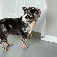 Krush, a male French Bulldog for sale in Russellville, AR – Photo 6 of 7