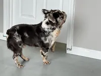 Krush, a male French Bulldog for sale in Russellville, AR – Photo 6 of 7