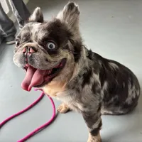 Krush, a male French Bulldog for sale in Russellville, AR – Photo 7 of 7