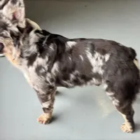 Krush, a male French Bulldog for sale in Russellville, AR – Photo 4 of 7