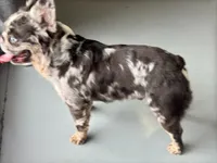 Krush, a male French Bulldog for sale in Russellville, AR – Photo 4 of 7