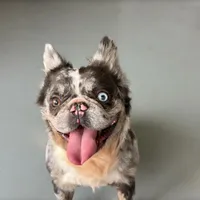 Krush, a male French Bulldog for sale in Russellville, AR – Photo 3 of 7