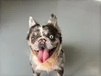 Krush, a male French Bulldog for sale in Russellville, AR – Photo 3 of 7