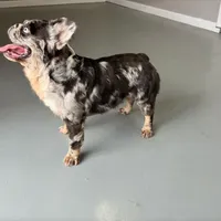 Krush, a male French Bulldog for sale in Russellville, AR – Photo 2 of 7