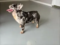 Krush, a male French Bulldog for sale in Russellville, AR – Photo 2 of 7