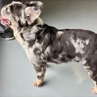 Krush, a male French Bulldog for sale in Russellville, AR – Photo 5 of 7