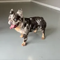 Krush, a male French Bulldog for sale in Russellville, AR – Photo 1 of 7