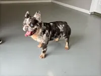 Krush, a male French Bulldog for sale in Russellville, AR – Photo 1 of 7