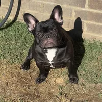 Savvy, a female French Bulldog for sale in Russellville, AR – Photo 4 of 5