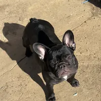 Savvy, a female French Bulldog for sale in Russellville, AR – Photo 3 of 5