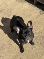 Savvy, a female French Bulldog for sale in Russellville, AR – Photo 3 of 5